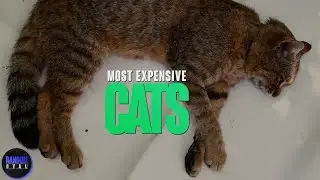 Weird Expensive Cats