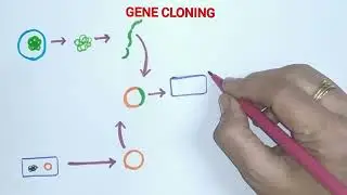 How to draw gene cloning easily