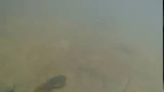 Tadpole
