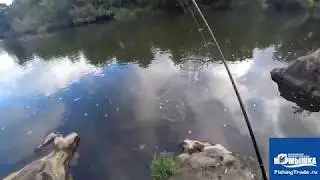Гоняем окуней и голавликов, скоро запрет! :(