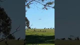 kangaroos 🦘 #kangaroo #wildlife