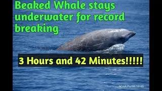 Beaked whale stays underwater for record-breaking 3 hours and 42 minutes | Article Study