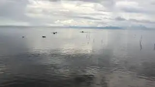 Tranquility dogs part 2