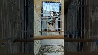 😱Сабачаи Ҷангии 2024/ ПЕНИЕ ЩЕГОЛ СЕДОГОЛОВЫХ/ 2024 /#sehre_tojikiston #birdspage