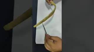 Features and attachments of Typical Ribs