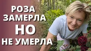 ЗАМЕРШИЕ РОЗЫ. Почему, и что с ними делать? 16 июня 2024 г.