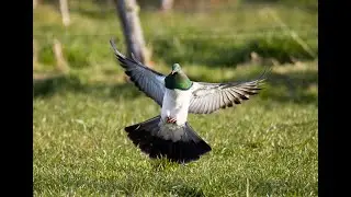 Little Green Borbs Young Love