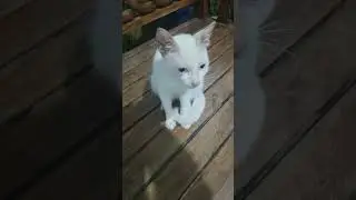 blue eyed cat