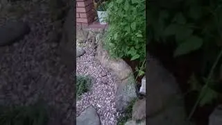 ландшафтный дизайн у Алексеевых                                 Водопад из артбетона.