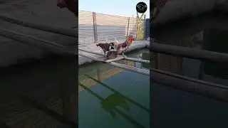 Dua ekor ayam dan seekor kalkun berada di atas kolam