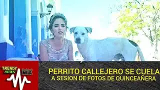 UN PERRO CALLEJERO SE CUELA EN SESION DE FOTOS DE QUINCEAÑERA, SE HACE VIRAL!!