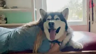 Realizing Tonka is Almost Nine and Telling Him How Much I Love Him