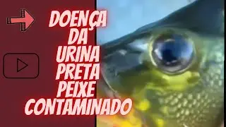 peixe que tá dando doença da urina preta. cuidado na hora de comprar o peixe 🎏