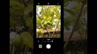 #mobilephotography #fruit #creativephotography #youtubeshorts #shortsvideo