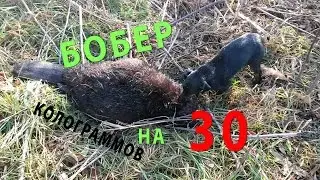 hunting beaver. hunting Terrier.