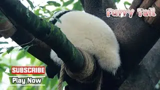 What Will Happen If You Pull The Panda's Tail? | iPanda