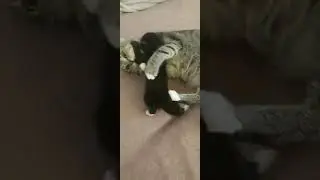 Кошка успокаивает котенка)