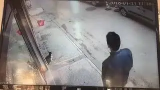 Kedi Adama Çelme Taktı!!