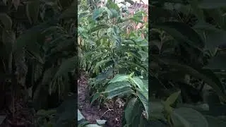 Хурма из семени.
