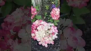 Гортензия Даймон Руж.