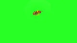 Bee Effect Green Screen