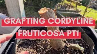 Grafting Cordyline Fruticosa -Pt1 How I went about it)