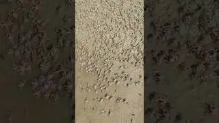 Стадо крабов.Южный Гоа.