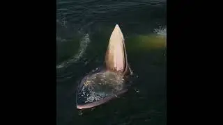 An Eden's Whale trap feeding in the gulf of Thailand