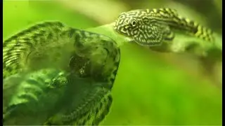 Самые необычные из моих рыбок. Севелия линеолата.