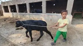 Village life | Village cattle farm | Chacha Bhatija