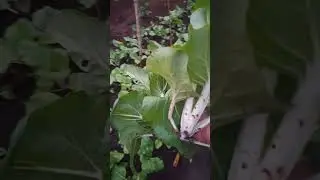 Buhay Probinsya l Pag may tanim may aanihin