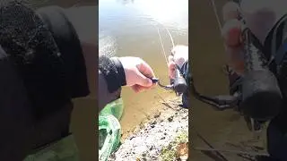 Бешеная форель🤬🥵 #fishing #fish #fishingvideo #trout #troutfishing #форель #shorts