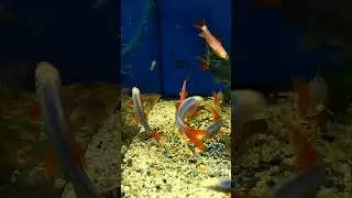 И вновь Лабео! Гло и классика. Магазин Акваплюс