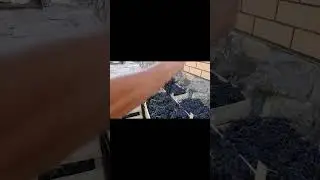 Приехал Шираз! Сравниваем грозди винограда! 