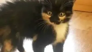 Опасный кот