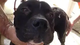 Amazing Dog Rescue with Ticks #dogrescue #rescuedog #rescueanimals #petsoftiktok #dogloverforever #d