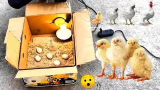 УЙ ШАРОИТИДА ИНКУБАТОР ЯСАШ ВА УНИ СИНАБ КОРИШ