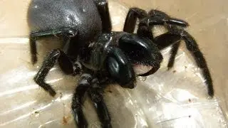 Sydney Funnel-web Spider - 10 Freaky Facts