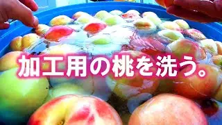 【阿部農縁での仕事】桃のコンポートに使う加工用の桃をひたすら洗う！