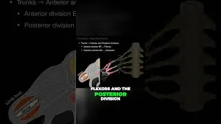 Unlocking Mystery of Brachial Plexus Divisions 
