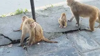 Baby monkeys with their mothers