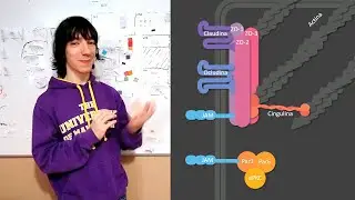 Tight junctions: Proteins and function