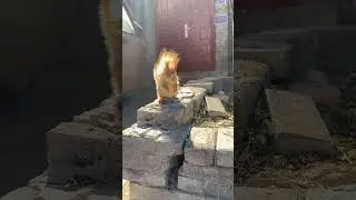 #squirrel #cuteanimals #animallover #animals #animalfacts #cute #shorts #youtubeshorts