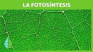 Qué es la FOTOSÍNTESIS 🌱☀️ (Definición, FASES y su IMPORTANCIA)