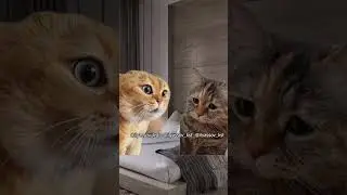 Дорогой, тебе непременно надо немного похудеть! #тренд #приколы #коты #мемыскотами #веселыекоты