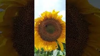 Шмель трудится на Лакомке!