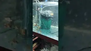 Fry Goldfish in a Aquarium, lots Of 🐠🐠🐟🐟@👍Golden Fish
