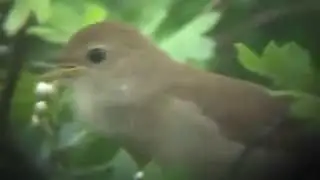 Nightingale singing extended version vol 1