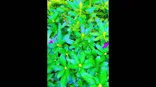 IQ Game😃(LIL KIDS COLLECTION)Can you QUICKLY Spot all the 7 Butterflies😃
