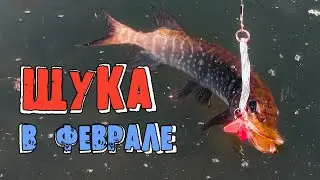 Рыбалка на щуку в феврале. Блесны и воблеры на щуку